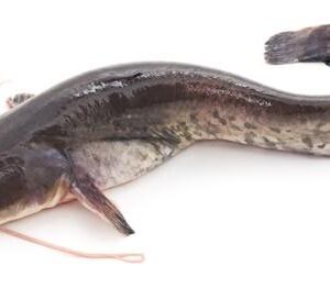 Fresh water cat fish