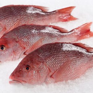 Red Snapper
